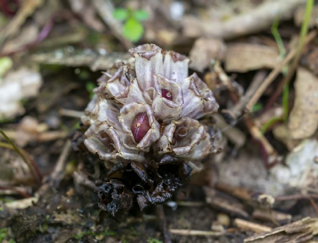 Orobanchaceae: Lathraea clandestina? S !